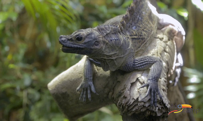 Visiter le parc zoologique Bioparco de Rome Visiter le parc zoologique Bioparco de Rome