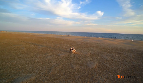Que faire en Camargue ? Que faire en Camargue ?