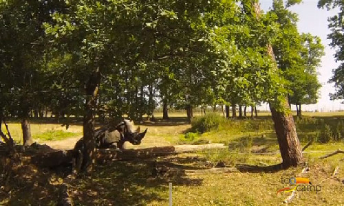 Découvrez en vidéo le safari de Peaugres Découvrez en vidéo le safari de Peaugres